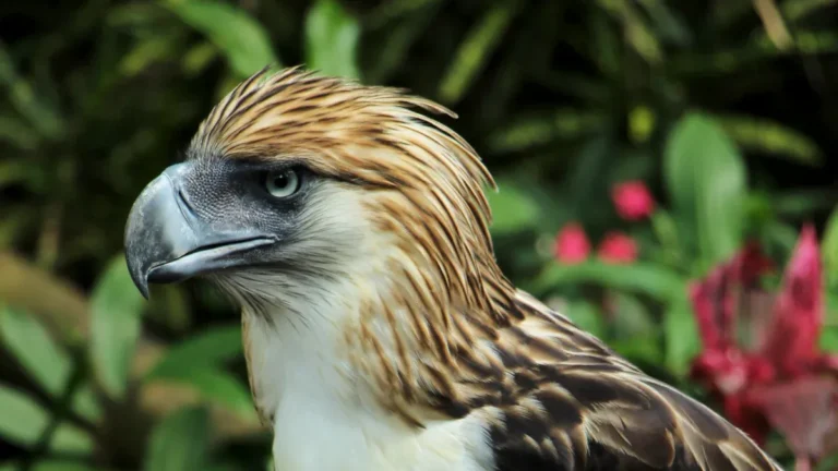 Birds In Mindanao: A Checklist of Endemic and Native Avian Species in the Philippines