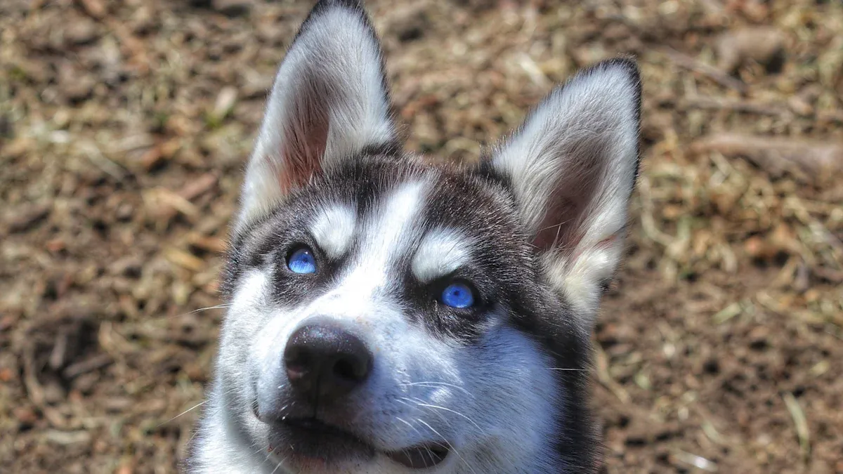 Rare Coat Colors