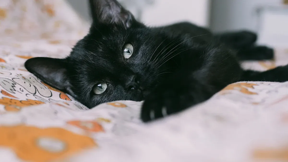 Black Cat Personality