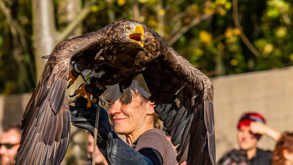 Hawk Behavior and Aggression