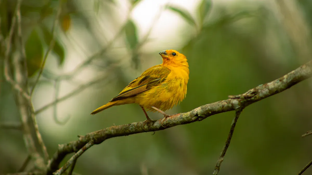 Common Warblers