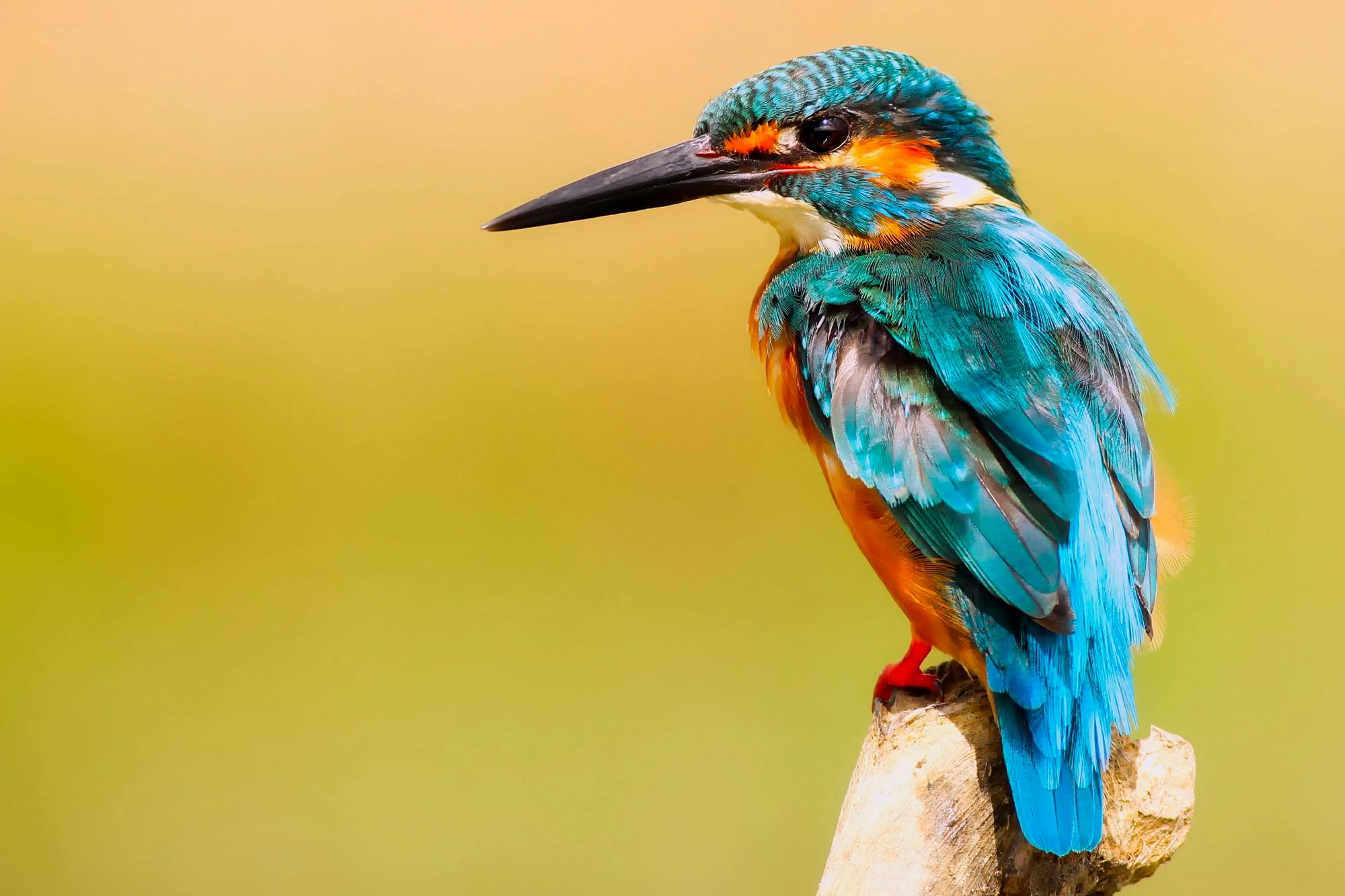 Bird care guide and training
