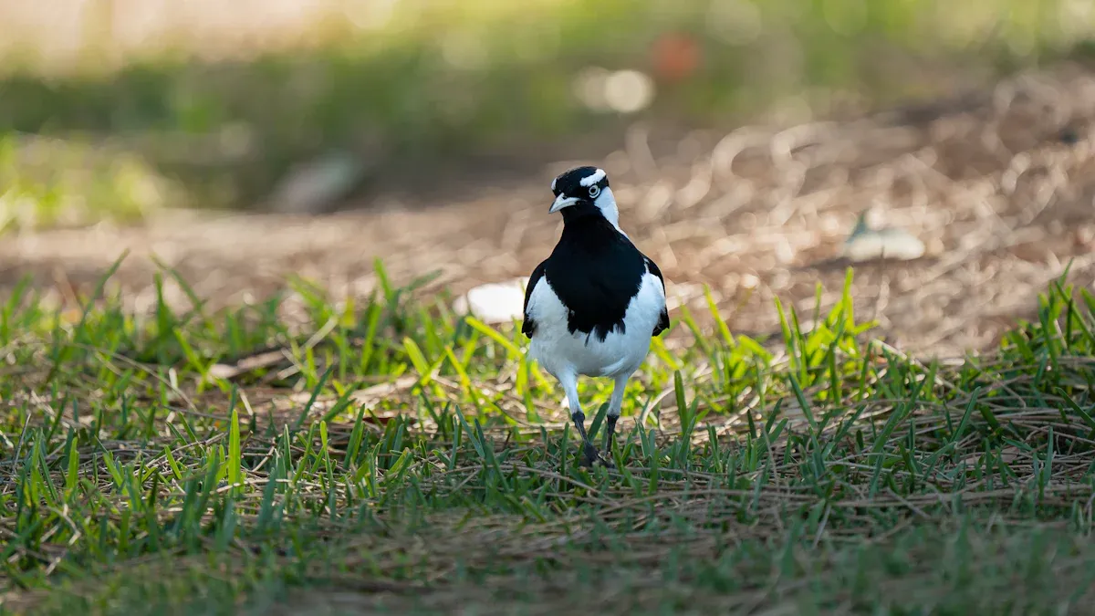 Australian Black And White Birds: Identification Guide to Magpies, Fantails
