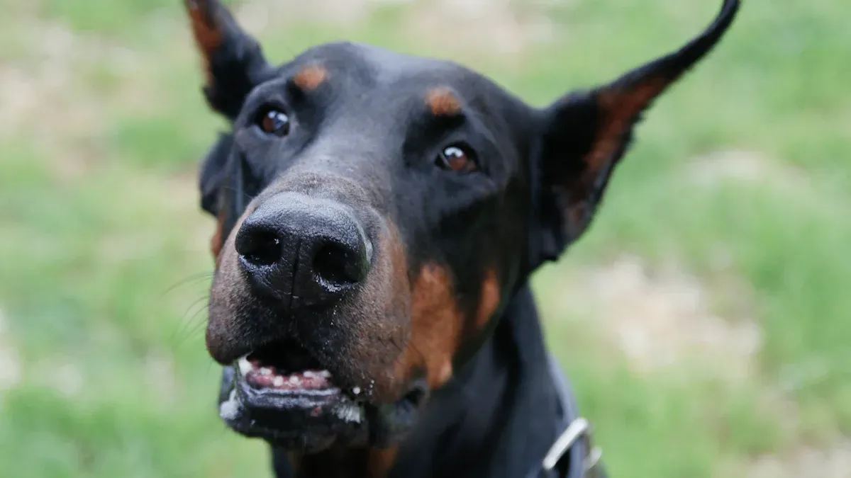 Debunking Myths About Dobermans
