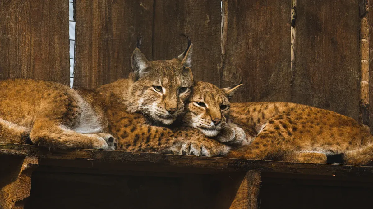 Cat Lineages