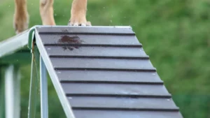 Do Doberman Pinschers turn on their owners? Myths, Temperament, and Understanding Dog Behavior