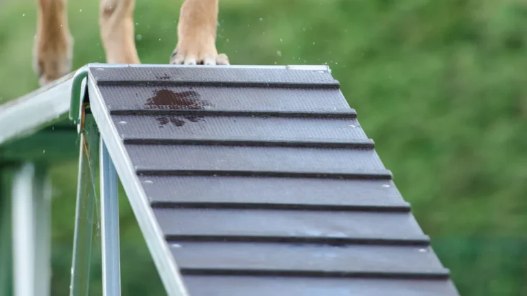 Do Doberman Pinschers turn on their owners? Myths, Temperament, and Understanding Dog Behavior