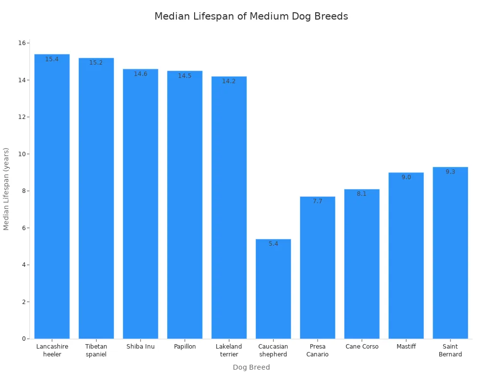 Bar chart comparing median lifespans of ten medium dog breeds