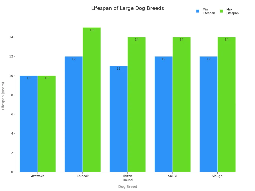 Bar chart comparing minimum and maximum lifespans of five large dog breeds