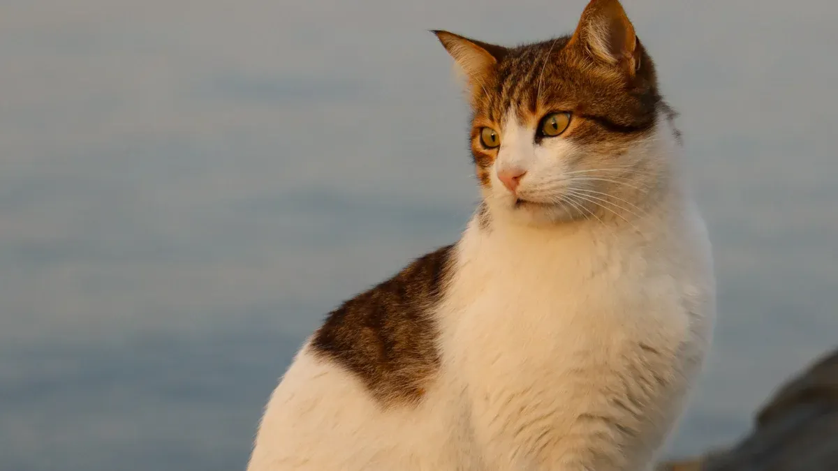 Domestication Pathway: From Wild to Home