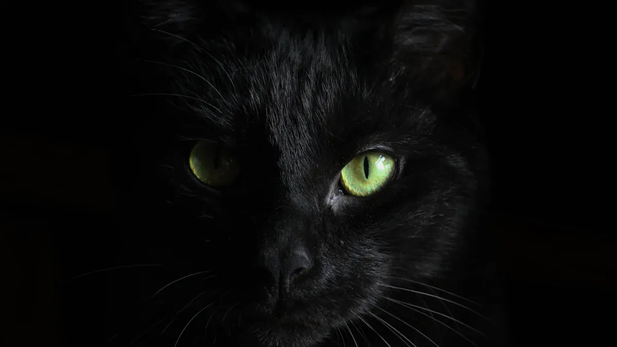 Temperament of Black Cats