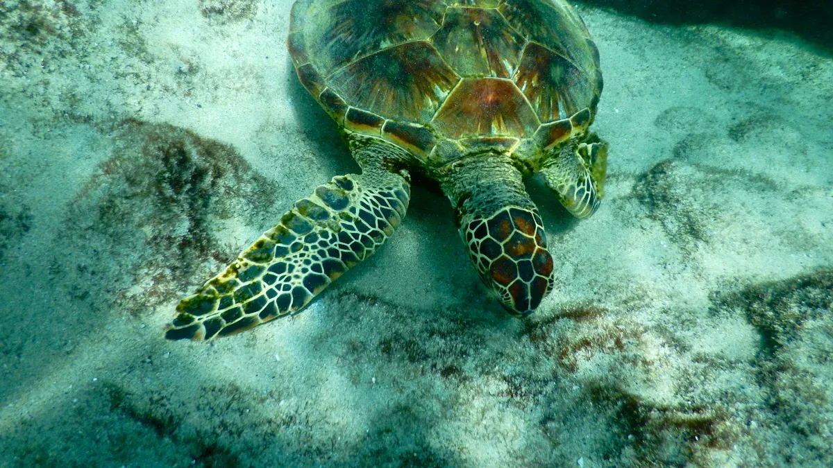 Why Do Turtles Die Suddenly?