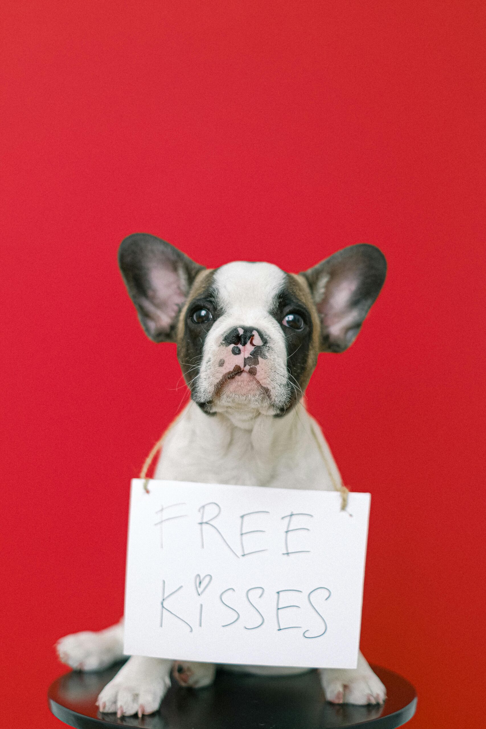 Professional pet care and veterinary guidance