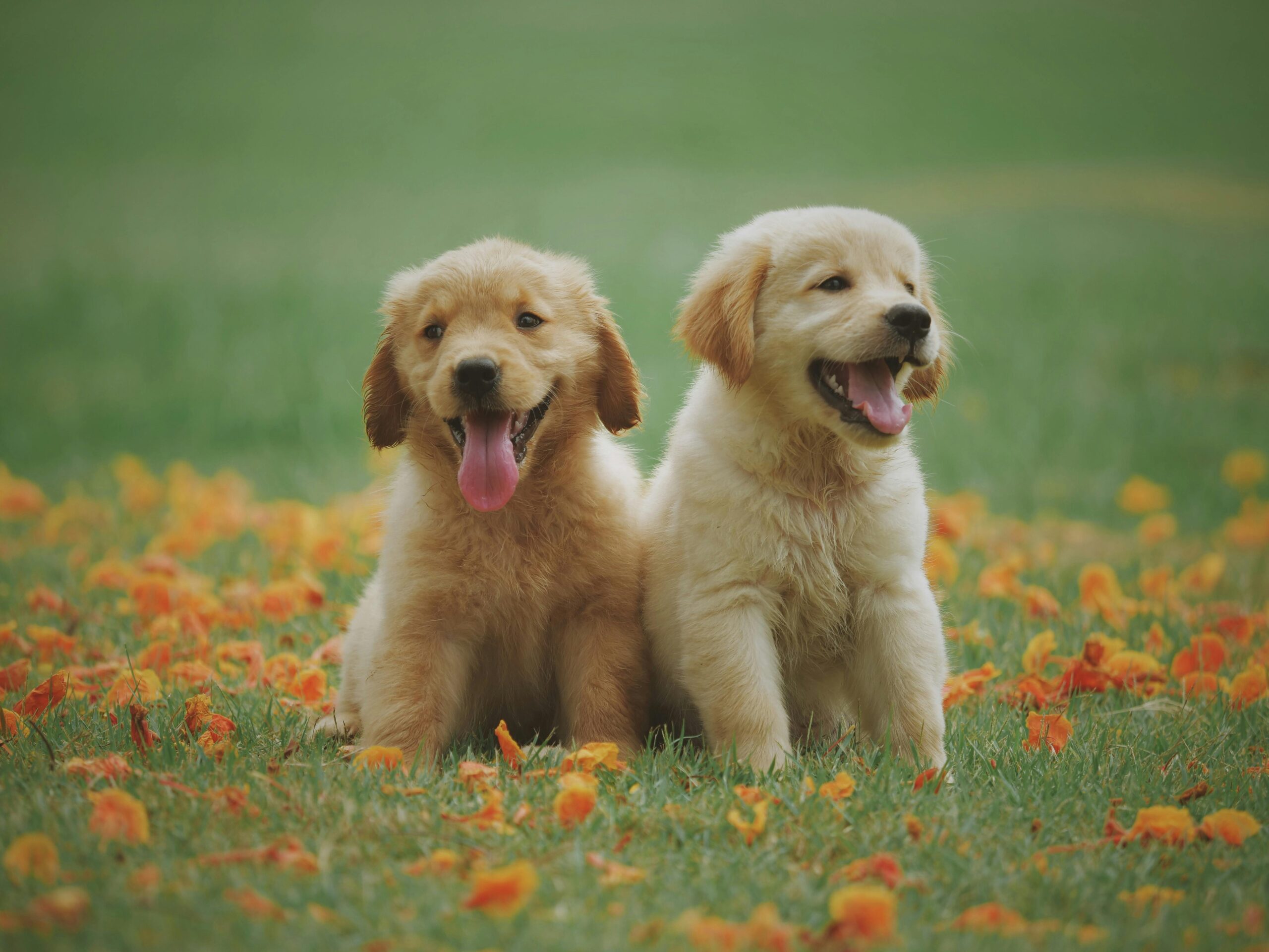 Dog training guide and breed information