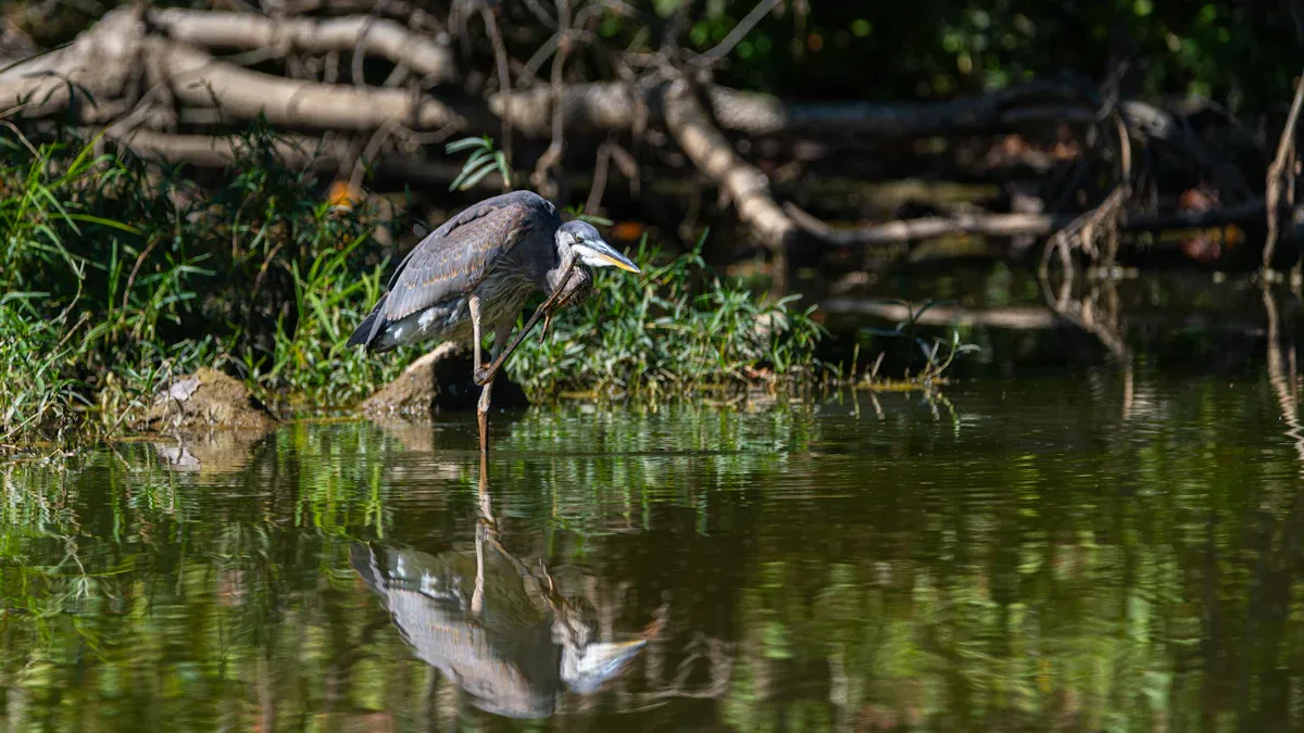 Pennsylvania Birds