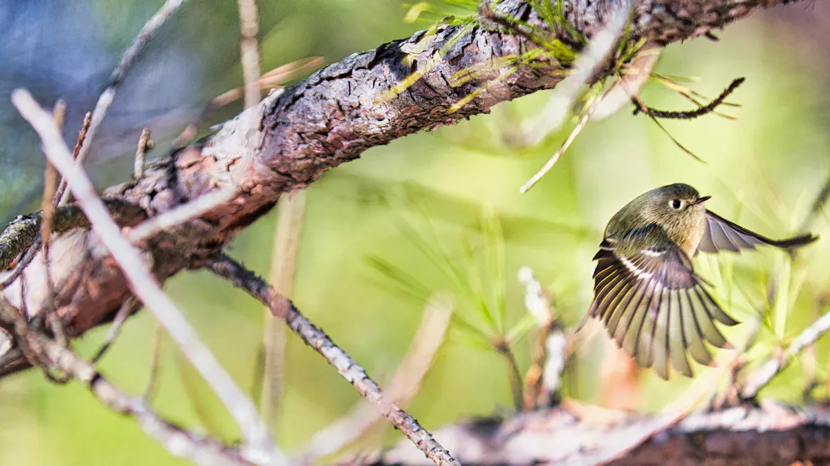 Habitat of the Ruby-crowned Kinglet