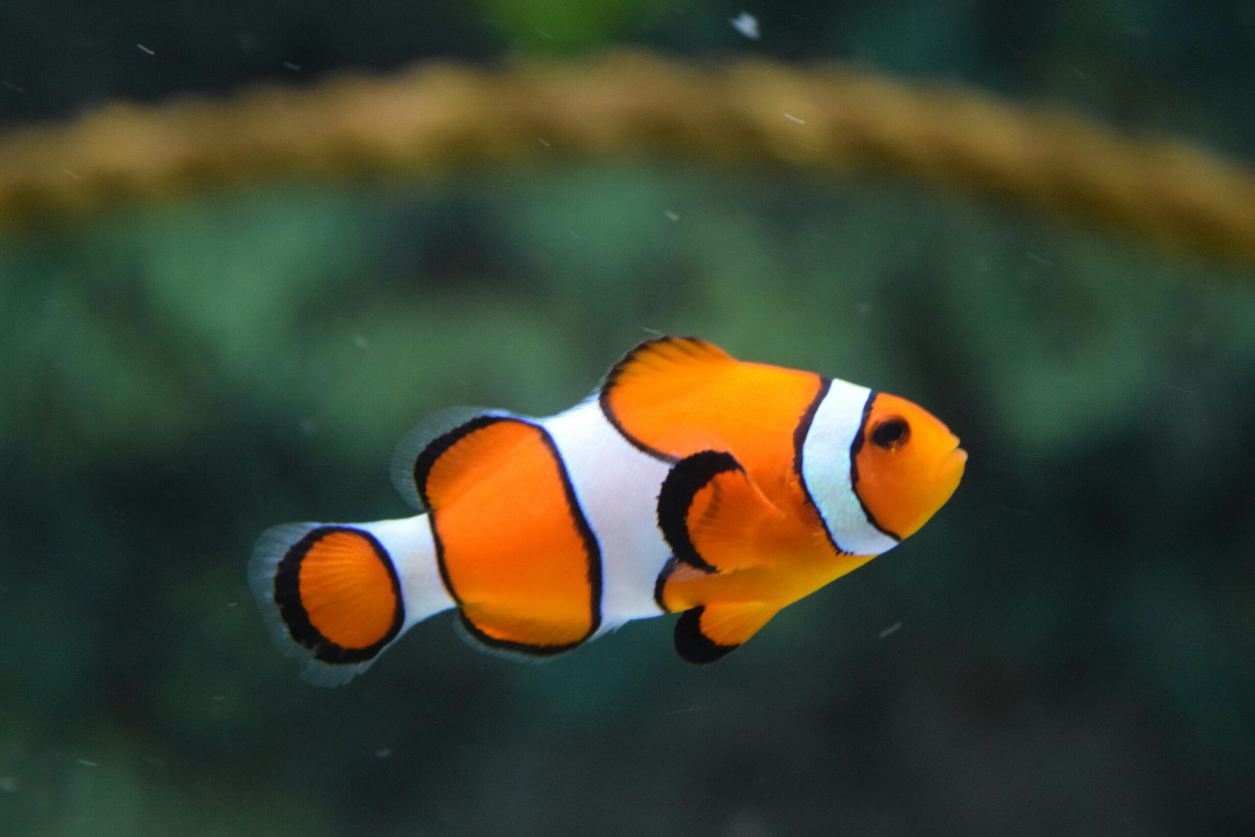 Fish care guide and aquarium setup