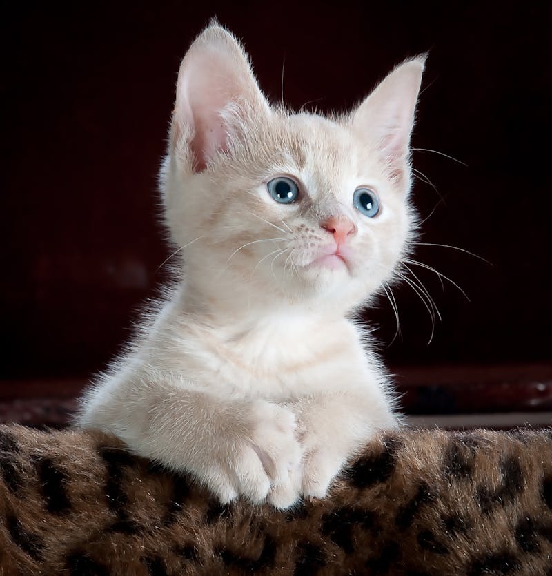 Cat care guide and breed information