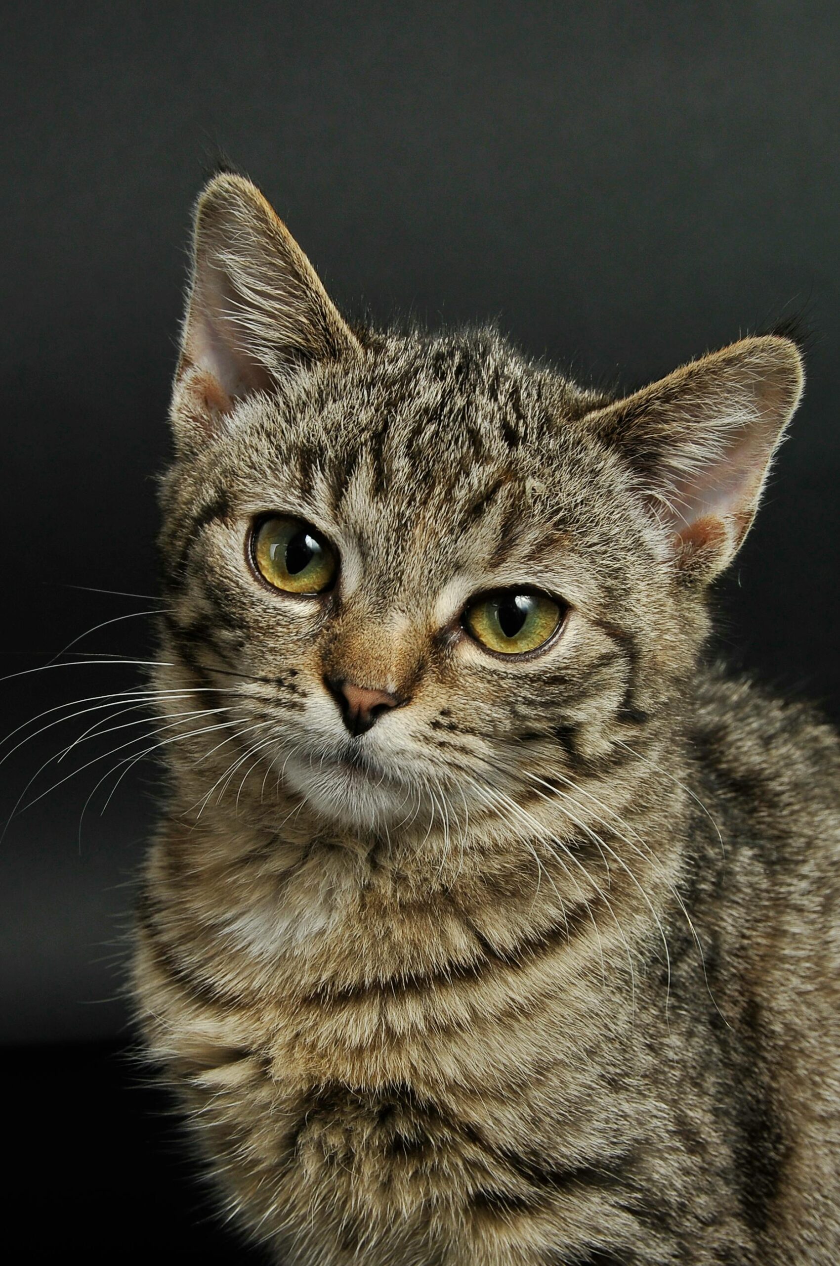 Beautiful cat companion for pet care guidance