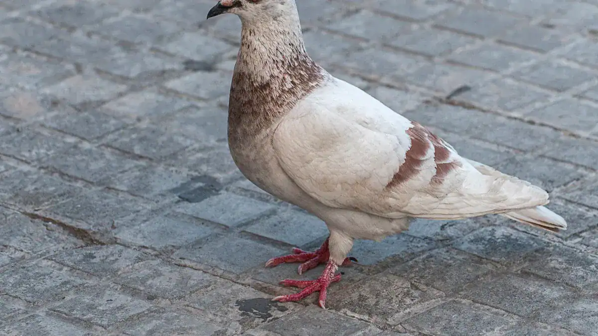 Rock Pigeon (Feral Pigeon)