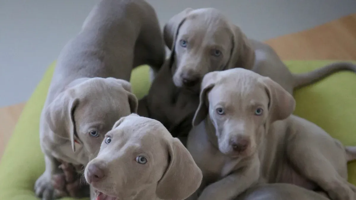 Finding a Reputable Weimaraner Breeder or Rescue