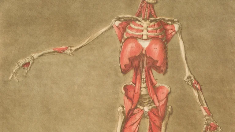 Dog Anatomy: Simple Guide to Your Canine'
lazy