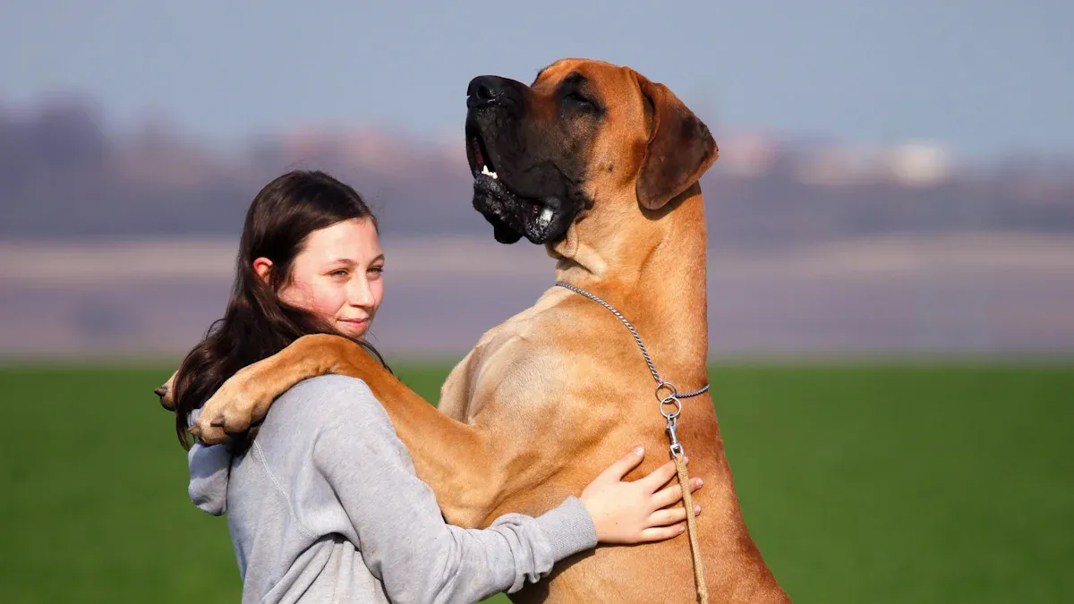 Understanding Gentle Giant Dog Breeds