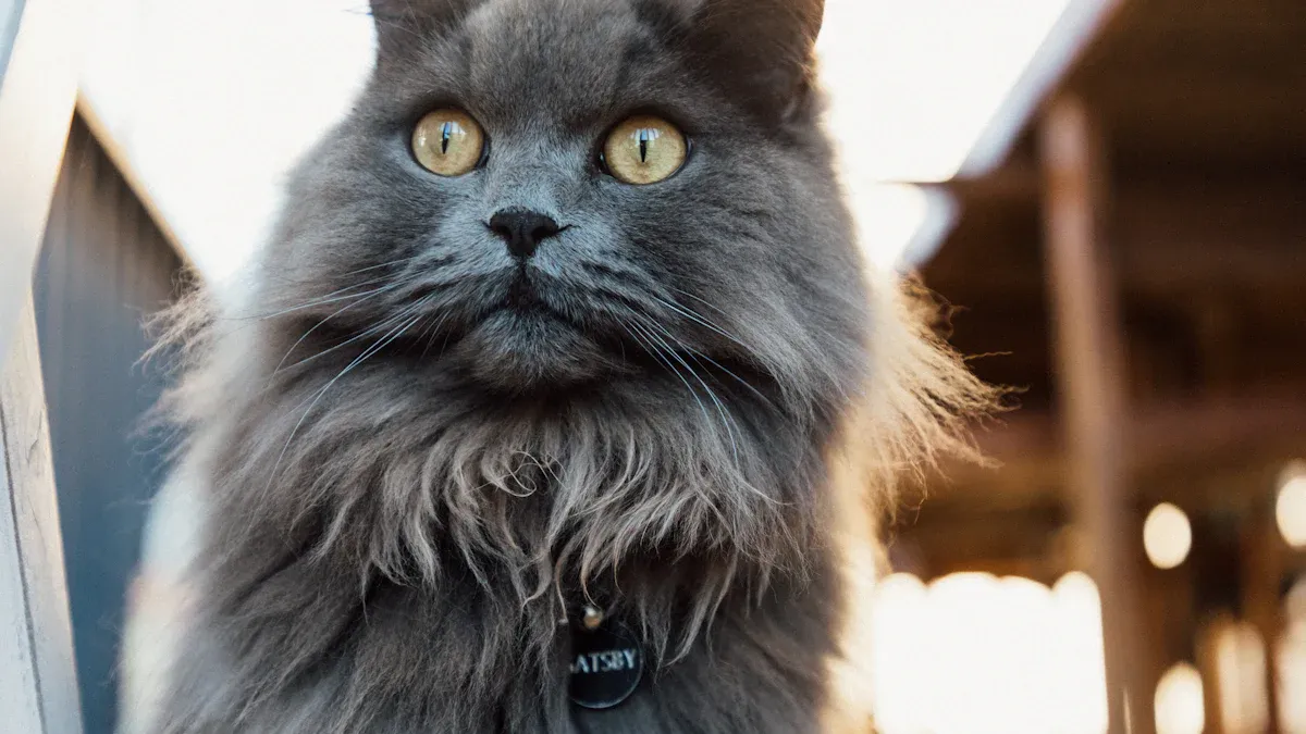 Long-Haired Cat Breeds: Regular Grooming