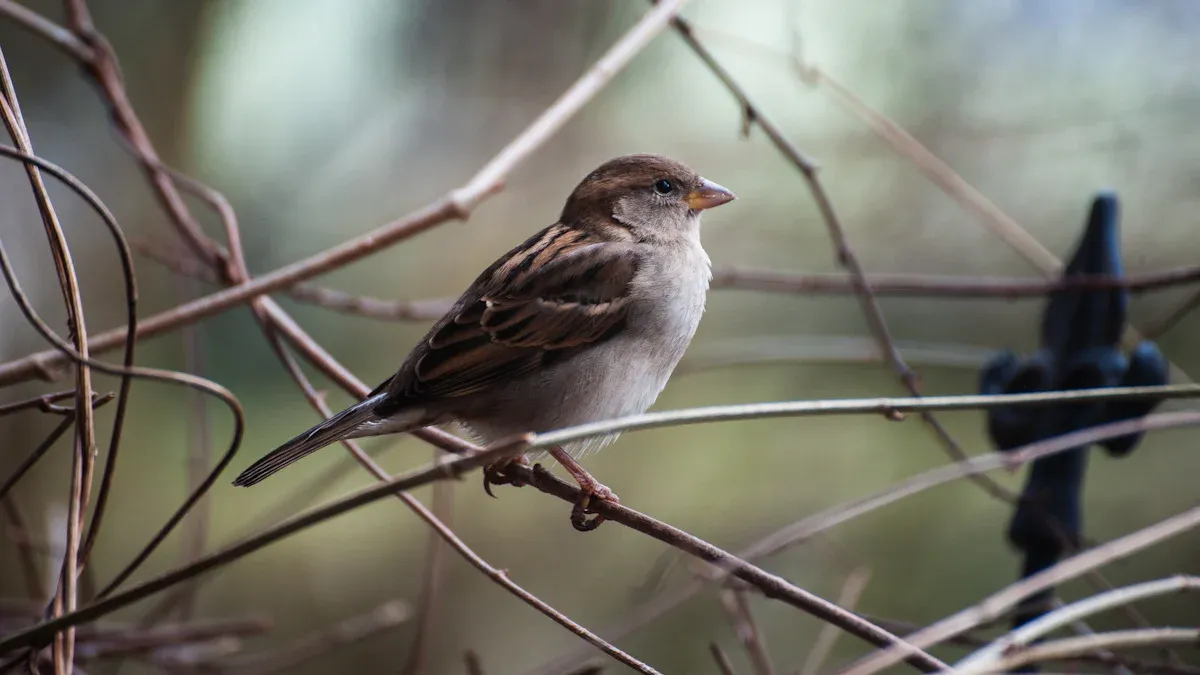 Sparrow Identification Basics