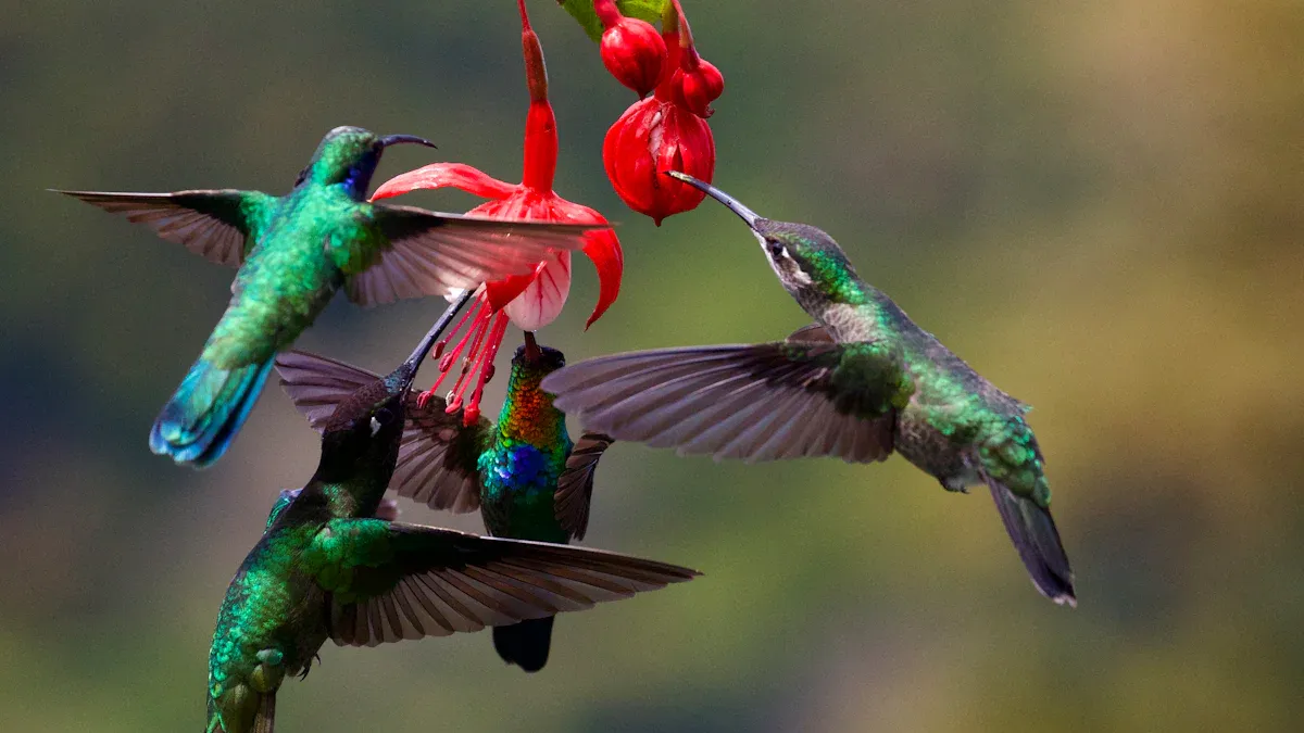 Your Hummingbird Identification List: 15 Vibrant Species