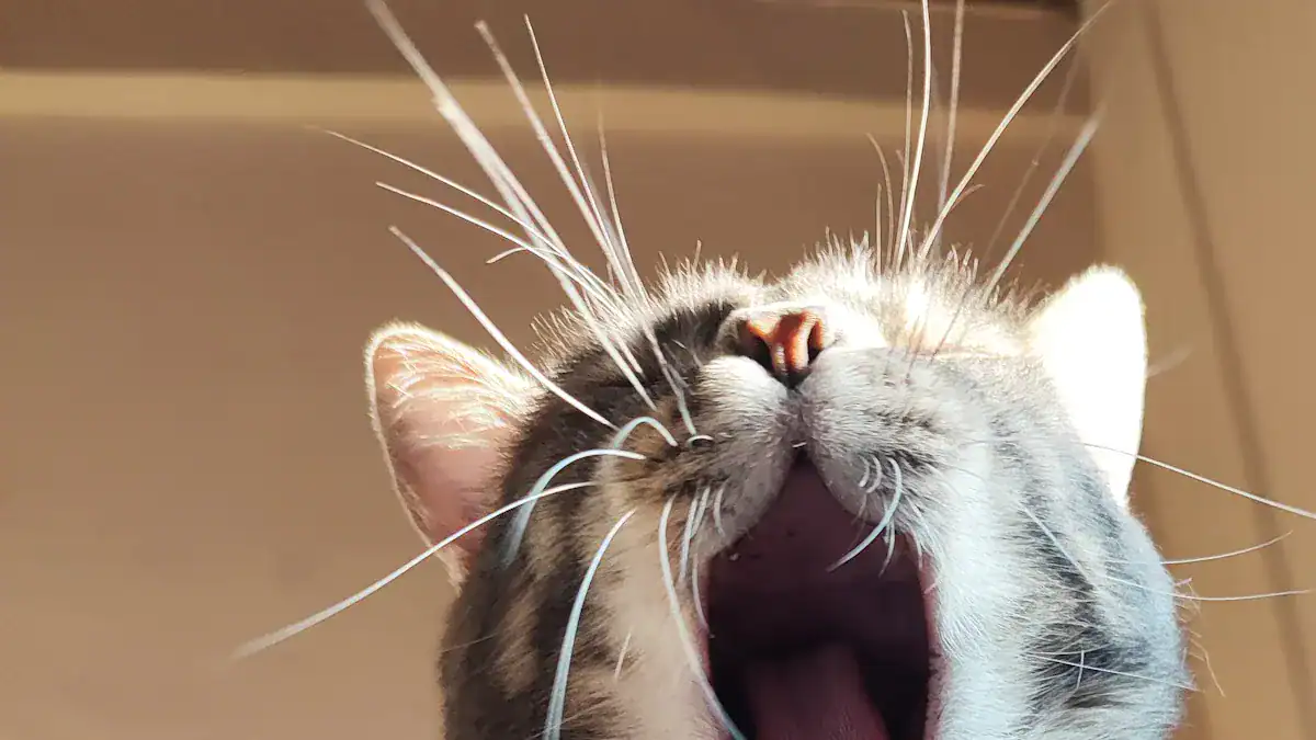 Why Proper Collar Fit Matters