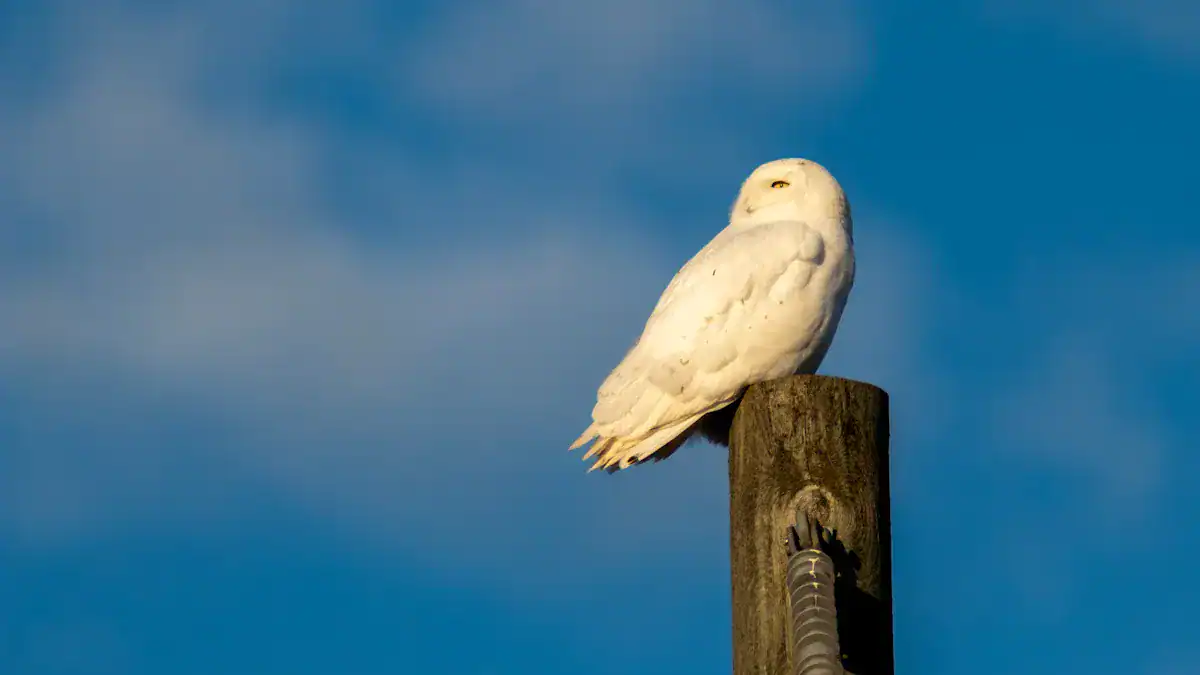 Snowy Owl