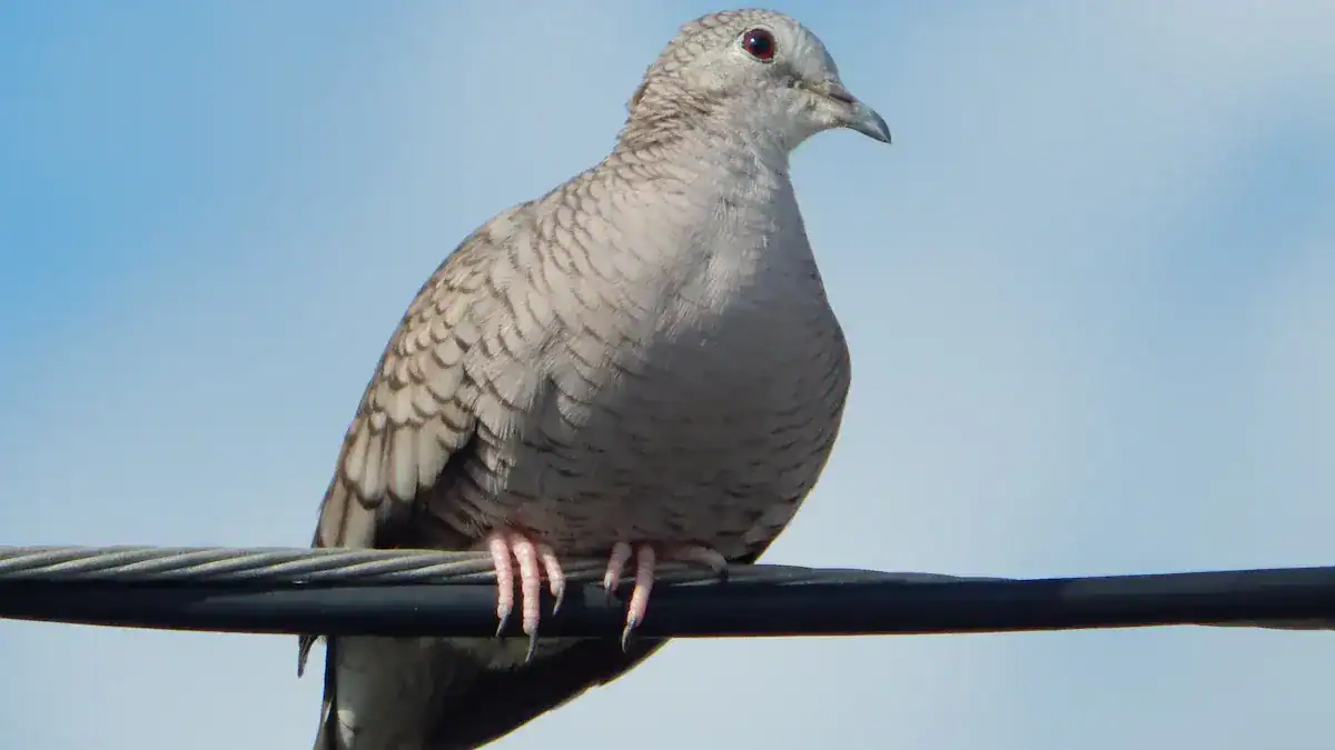 Mourning Dove