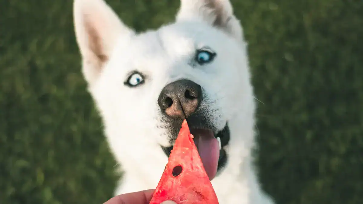 Is Watermelon Good for Dogs: Key Benefits