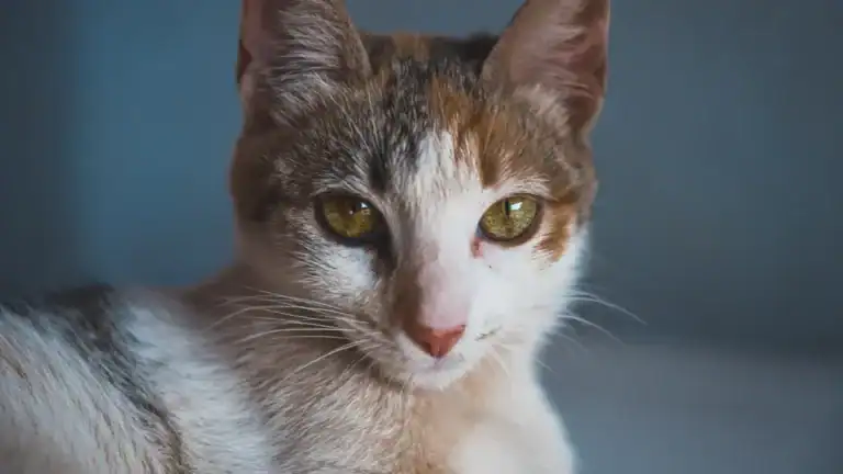 Cat Behavior Chart: 12 Key Behaviors & What They Mean