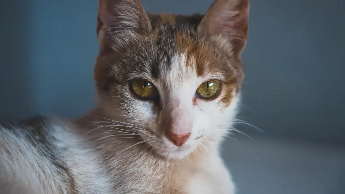 Cat Behavior Chart: 12 Key Behaviors & What They Mean