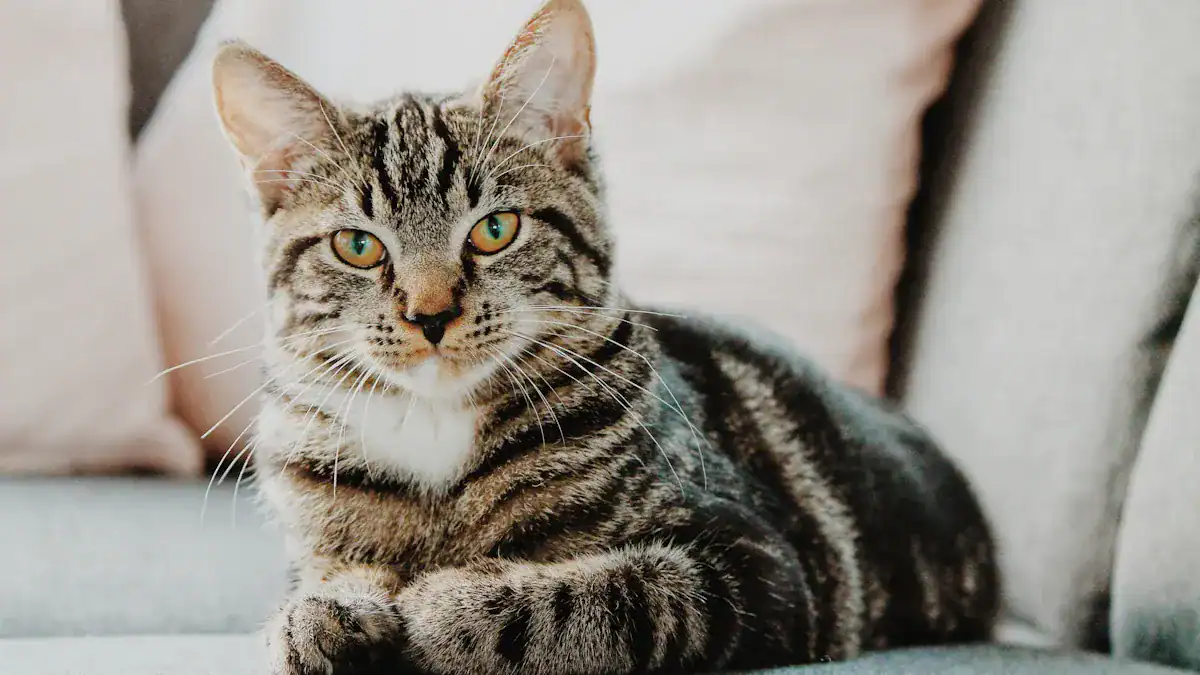 Cat Breed Size Chart: 15 Breeds Ranked from Smallest to Biggest