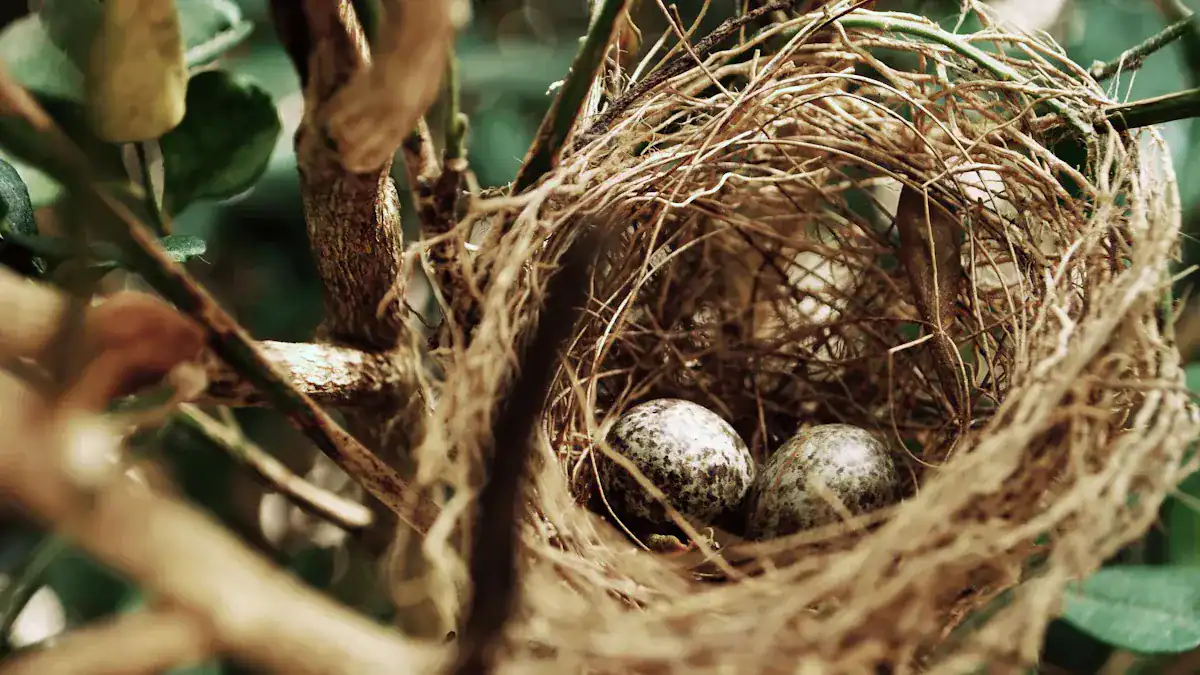 Understanding Bird Nest Identification
