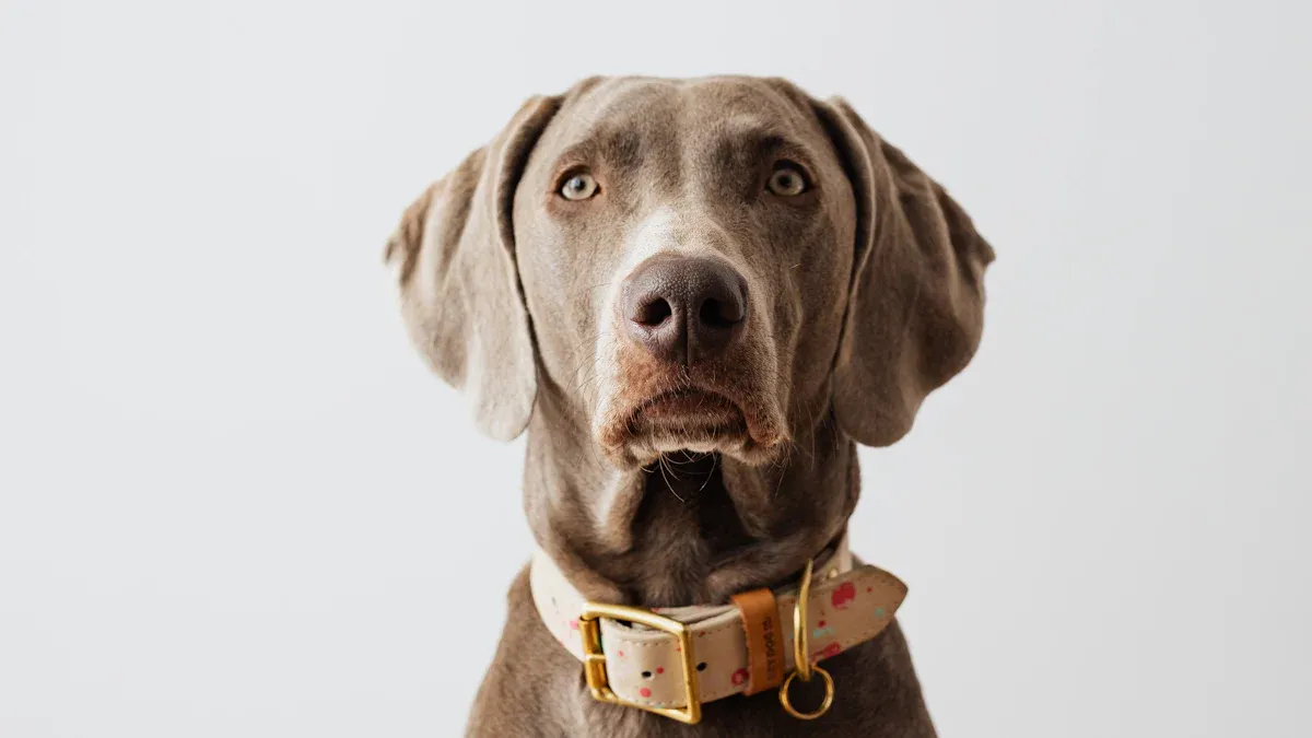 Weimaraner Breed Profile