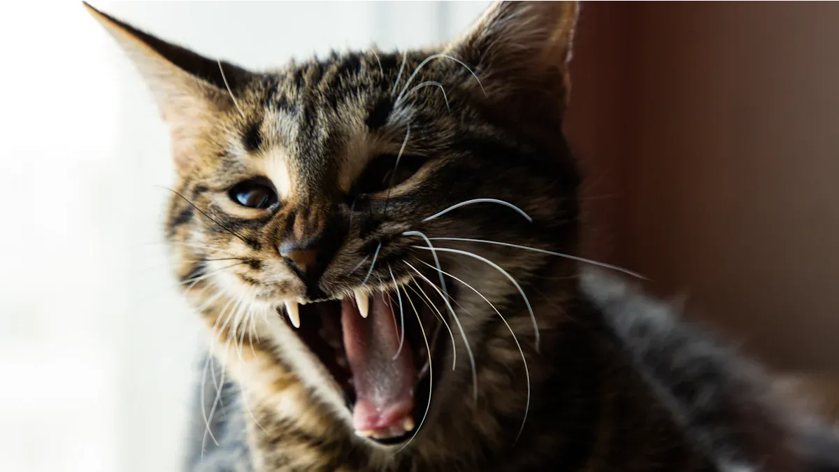 Angry Cat Behaviors: The Feline Fury