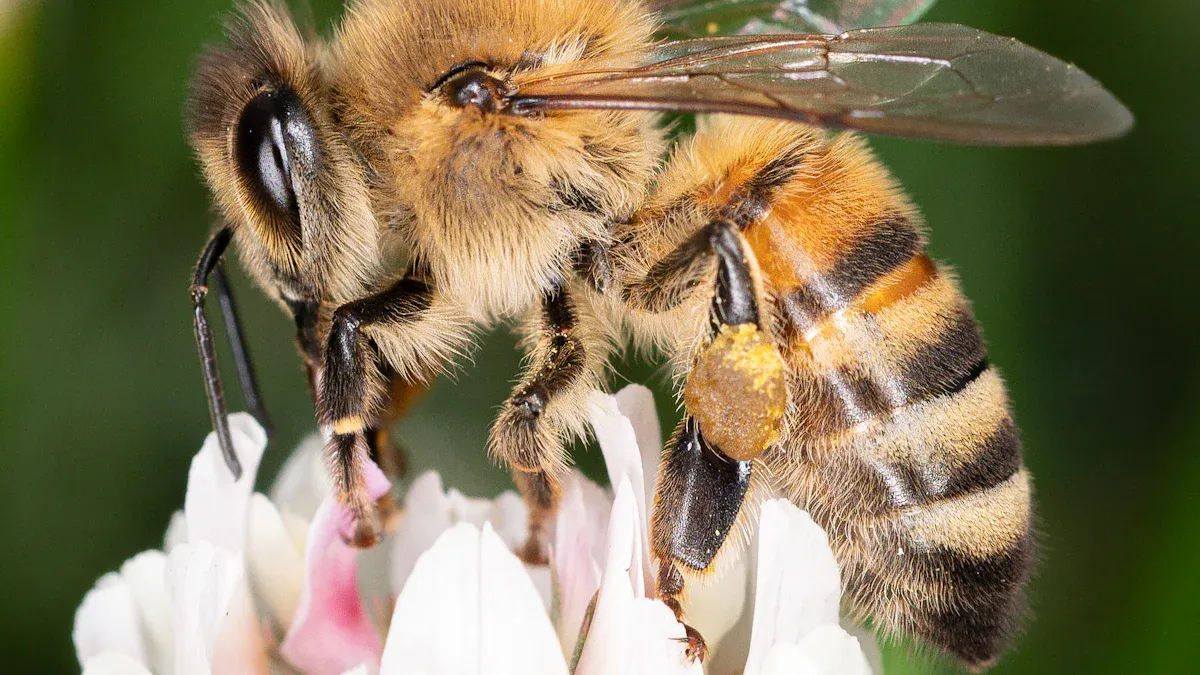 Essential Types of Bees