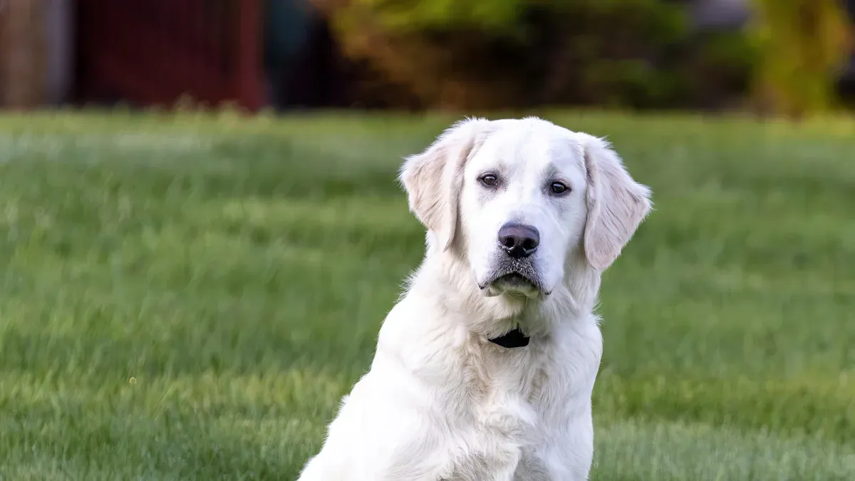 Understanding the English Cream Golden Retriever