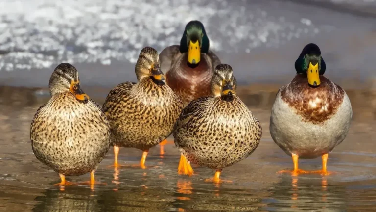 Duck Identification Chart: 14 Common Species of Ducks to Spot
