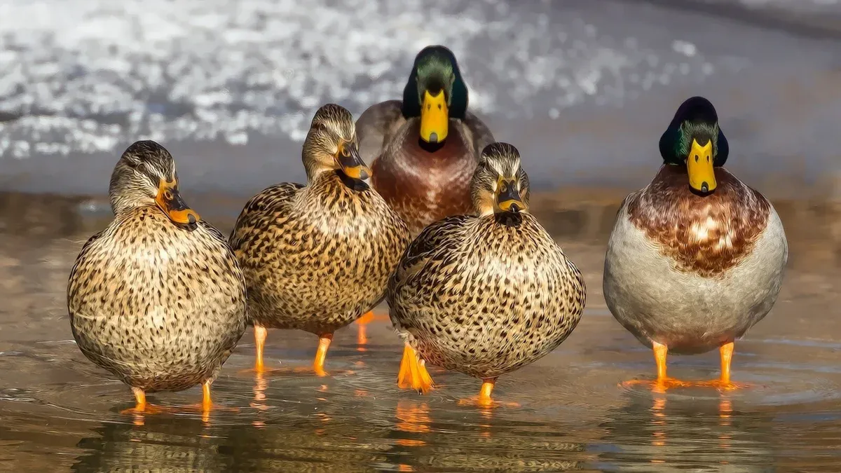 Duck Identification Chart: 14 Common Species of Ducks to Spot