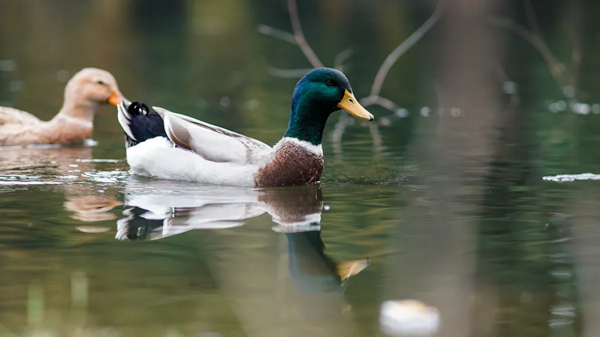 Common Types of Ducks: Puddle Dabblers