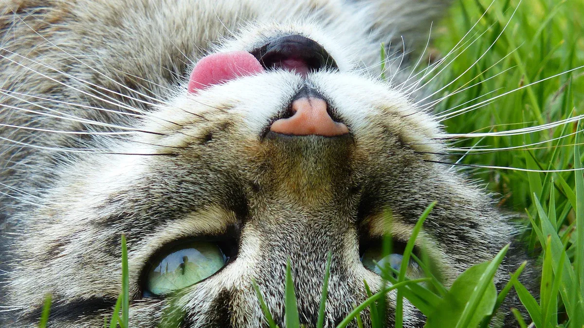 Happy Cat Behaviors: The Joyful Feline