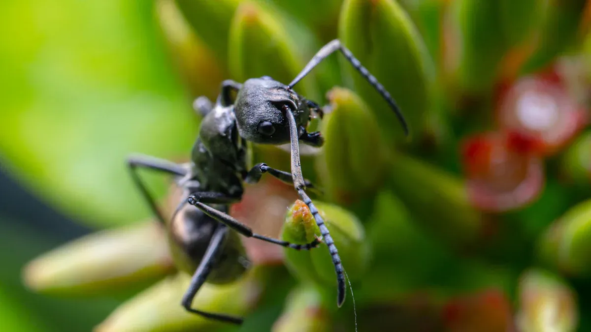 Key Ant Identification Features