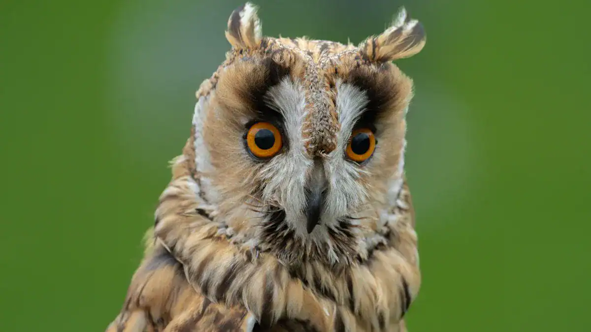 Long-eared Owl