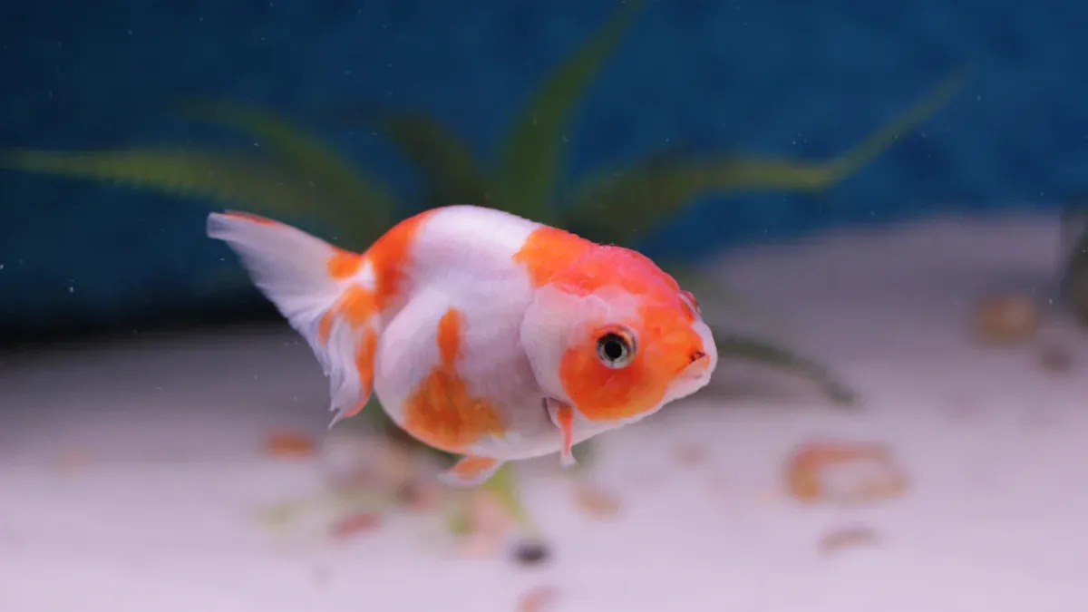 Ranchu Goldfish: King of Goldfish