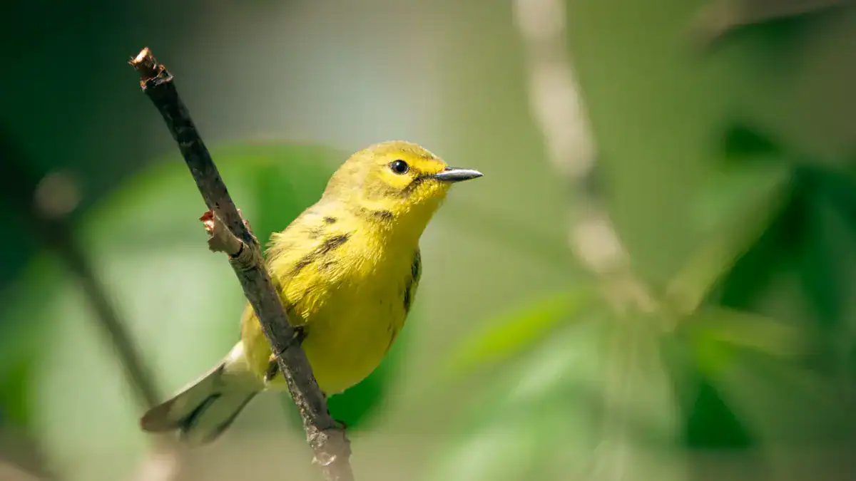 Yellow Warbler